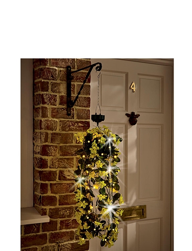 Solar Hanging Primrose Flowers