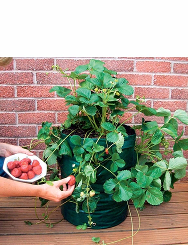 Grow Your Own Strawberry Planters