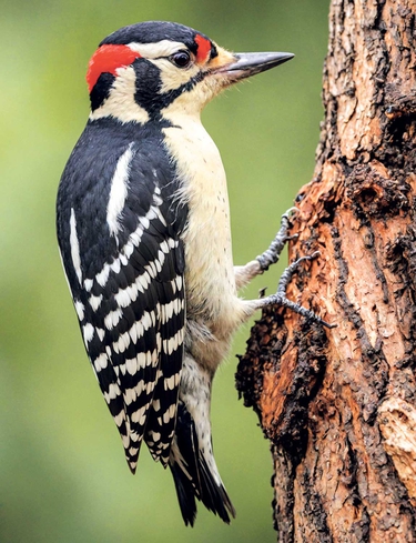 Garden Birds Luxury 2025 2026 Calendar
