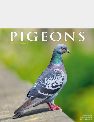 Luxury Pigeons 2026-2027 Calandar