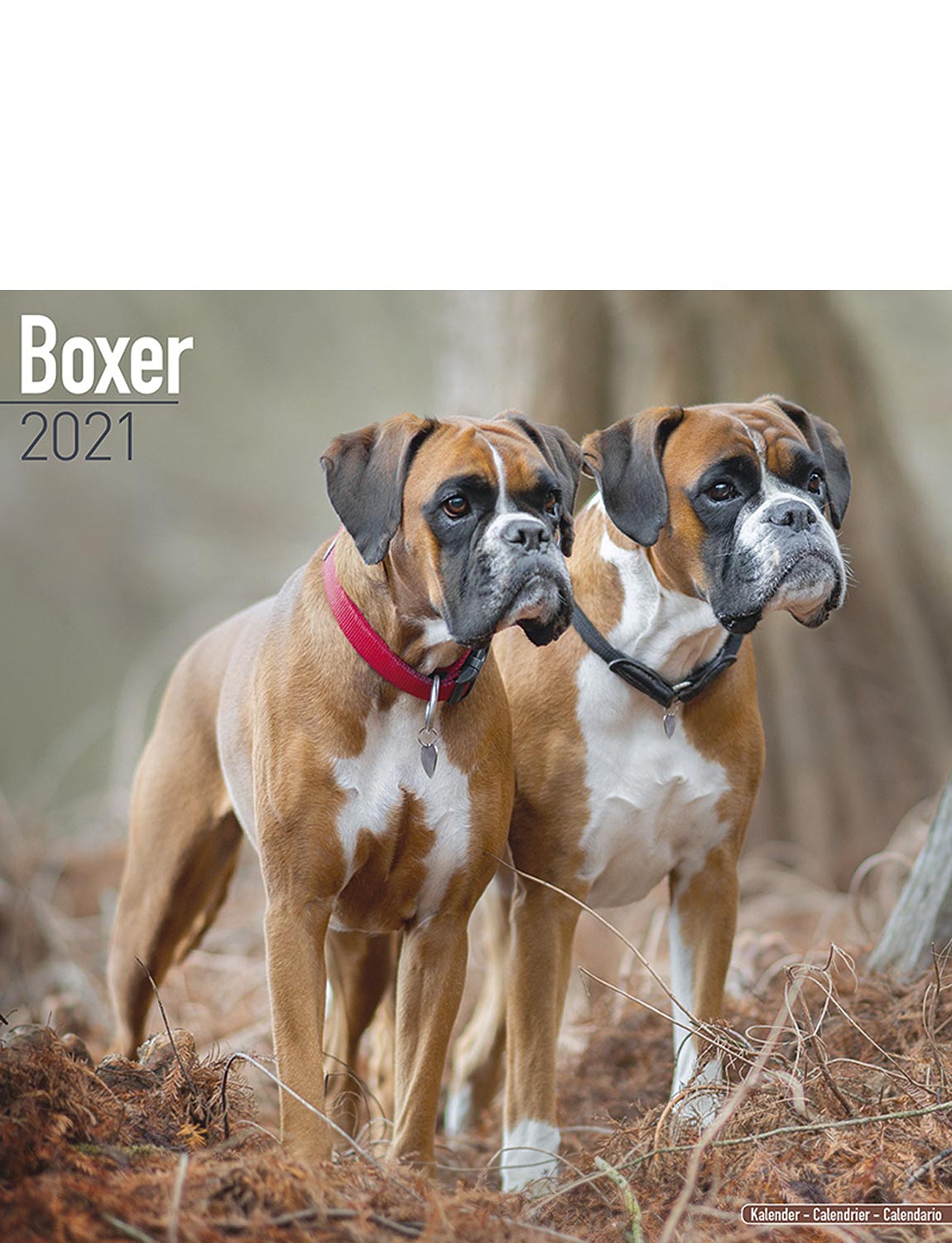 Boxer 2021 Calendar | Chums Boxer 2021 Calendar | Chums