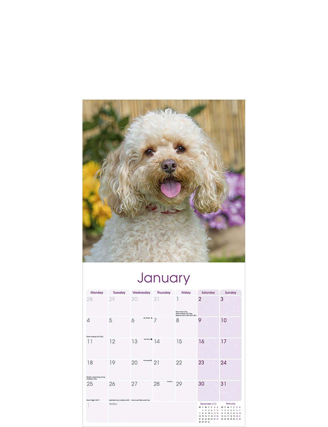 Cavapoo 2021 Calendar Chums cavapoo calendar 2021