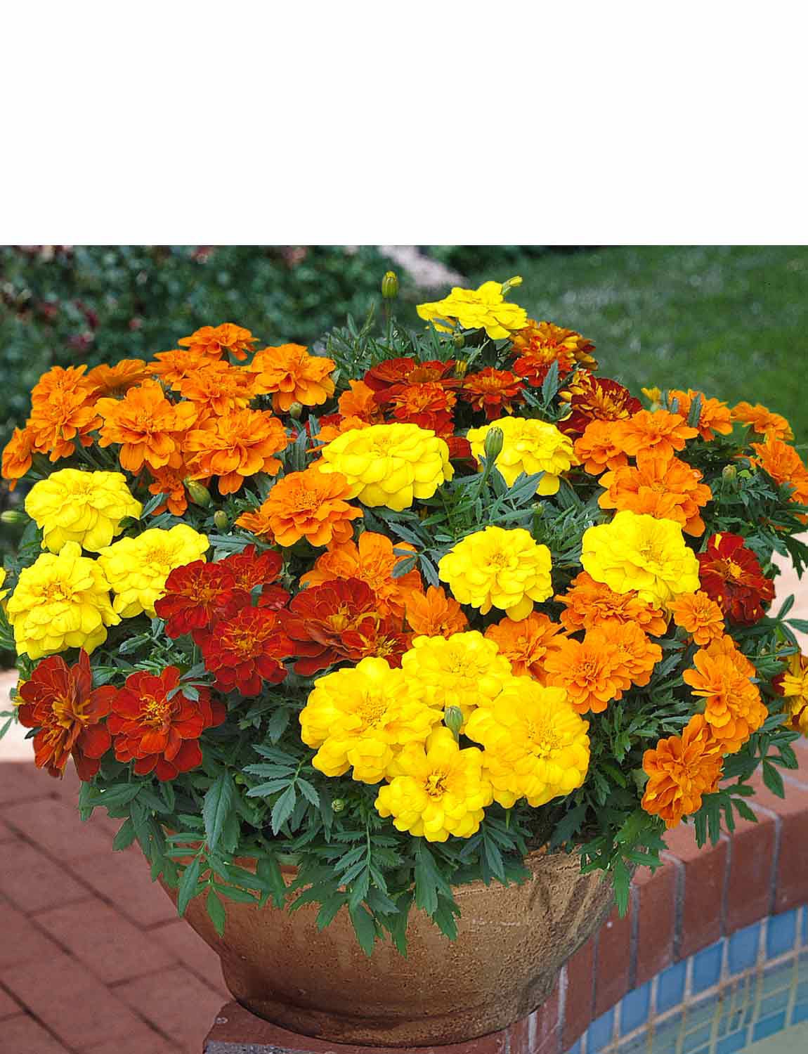 Marigold Durango Mix Garden Ready Plants Chums