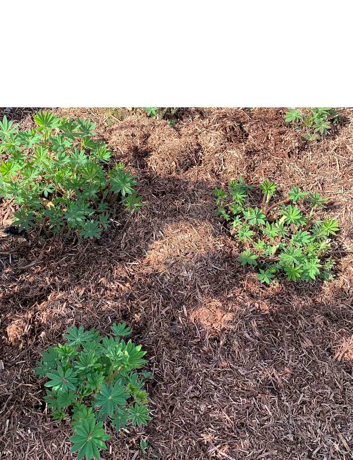 Strulch Mineralised Straw Garden Mulch 100L Chums